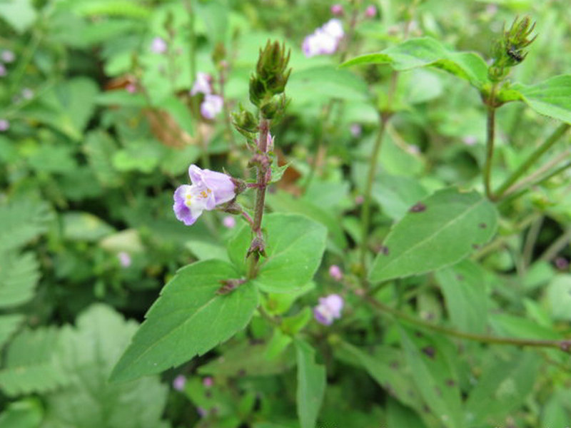 野牡丹(药用植物)