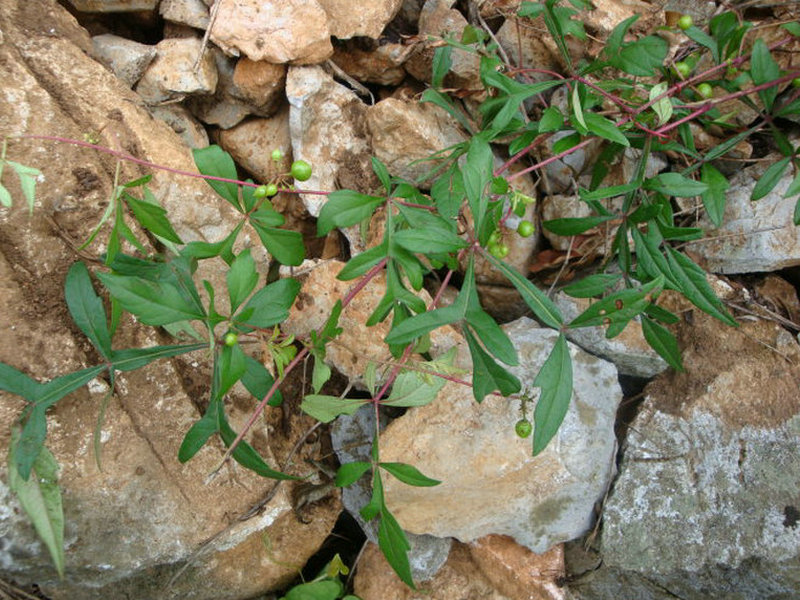 白蔹(药用植物)