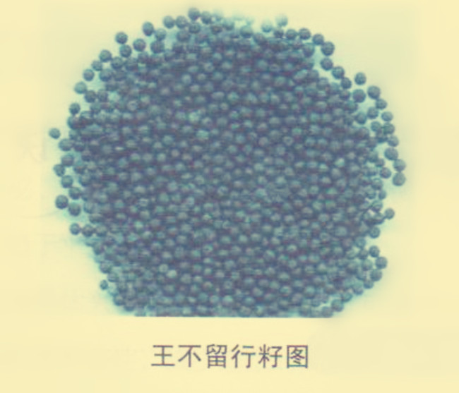 王不留行籽图