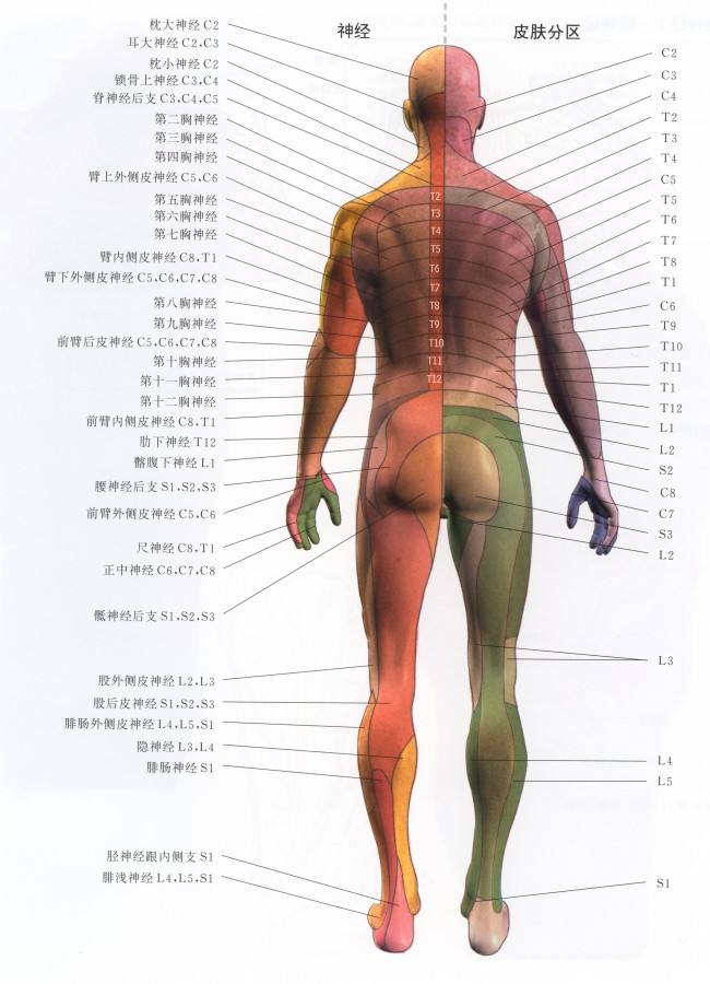 人体神经