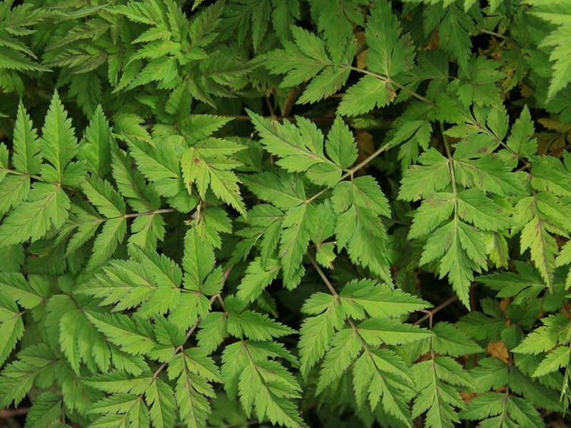 藁本 植物图谱 中华药典-岭南中药网