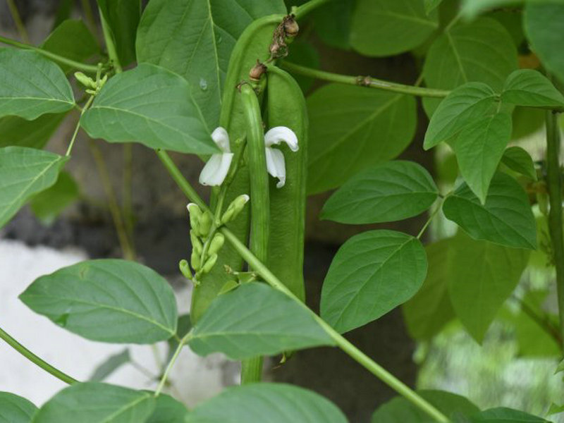 眼树莲 - 植物图谱 - 中华药典-岭南中药网