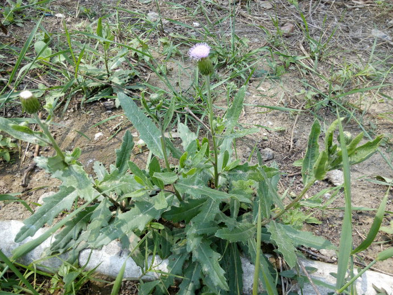 刺儿菜