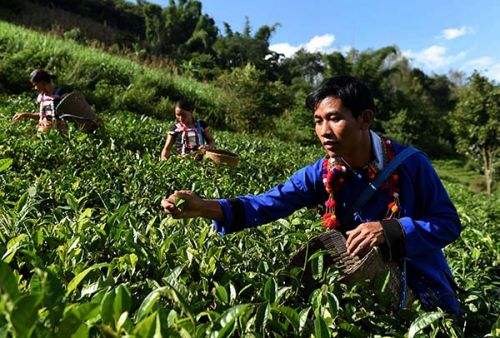 德昂族地区民族民间医药的现状及分析