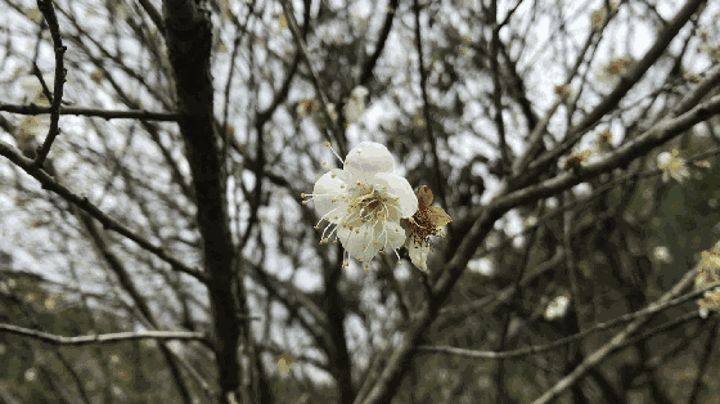 竹筒梅花针法