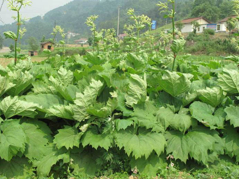 掌叶大黄