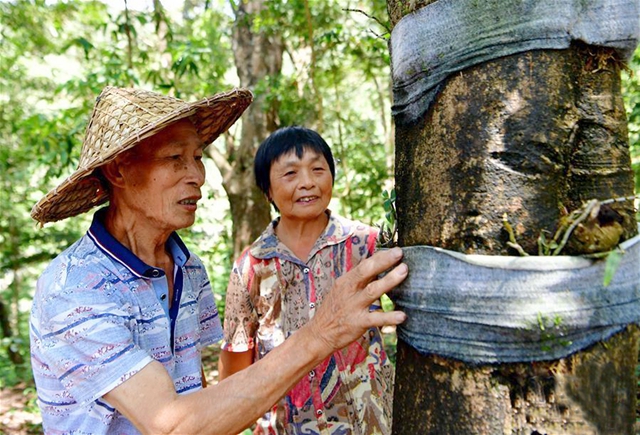紫竹村依靠种植铁皮石斛成功脱贫