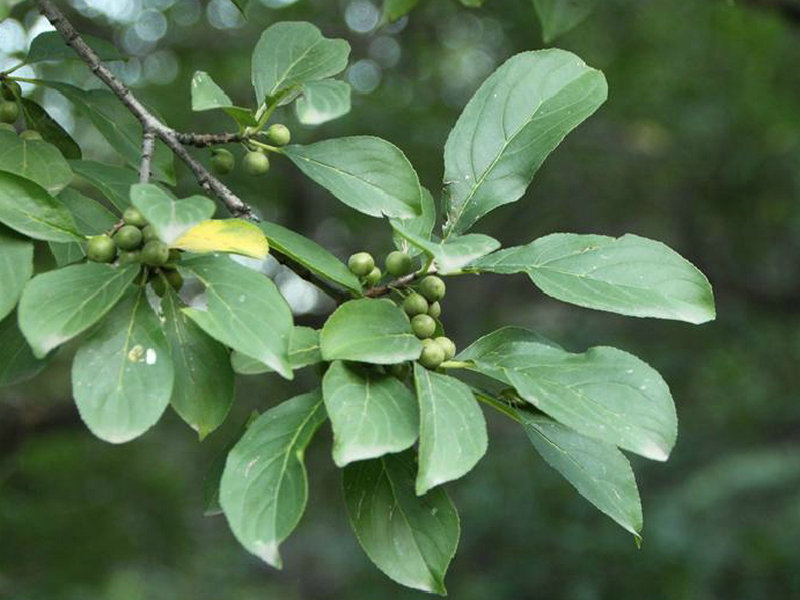 鼠李(药用植物)