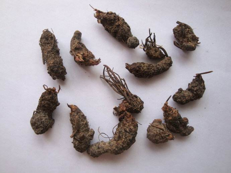 砂仁(中药材)