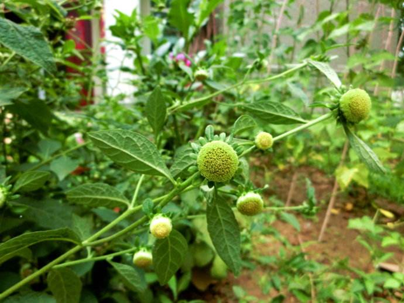 (药用植物)