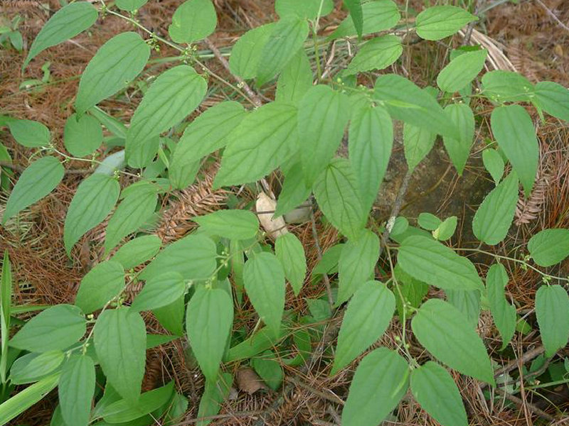 山油麻