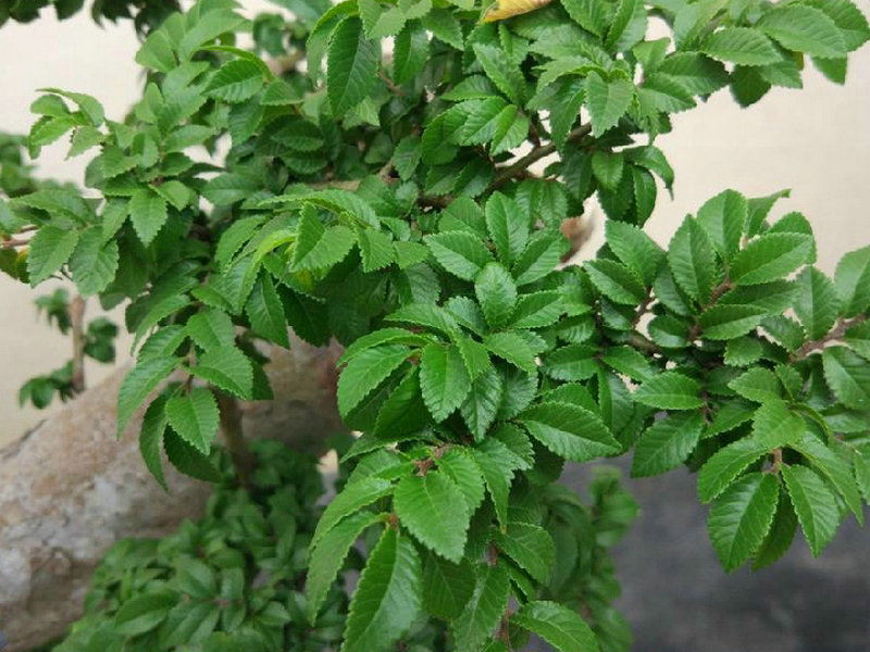 掌叶覆盆子