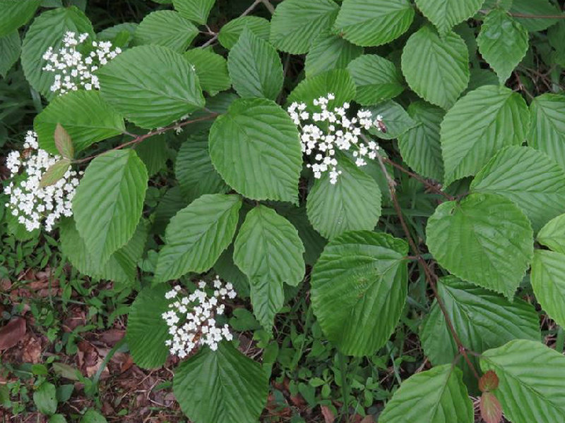 茶荚蒾