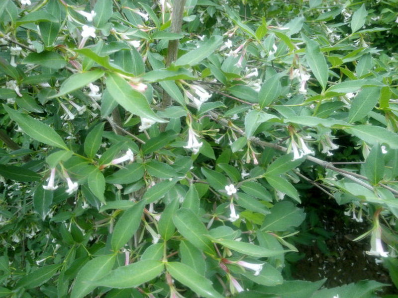 序叶苎麻(药用植物)