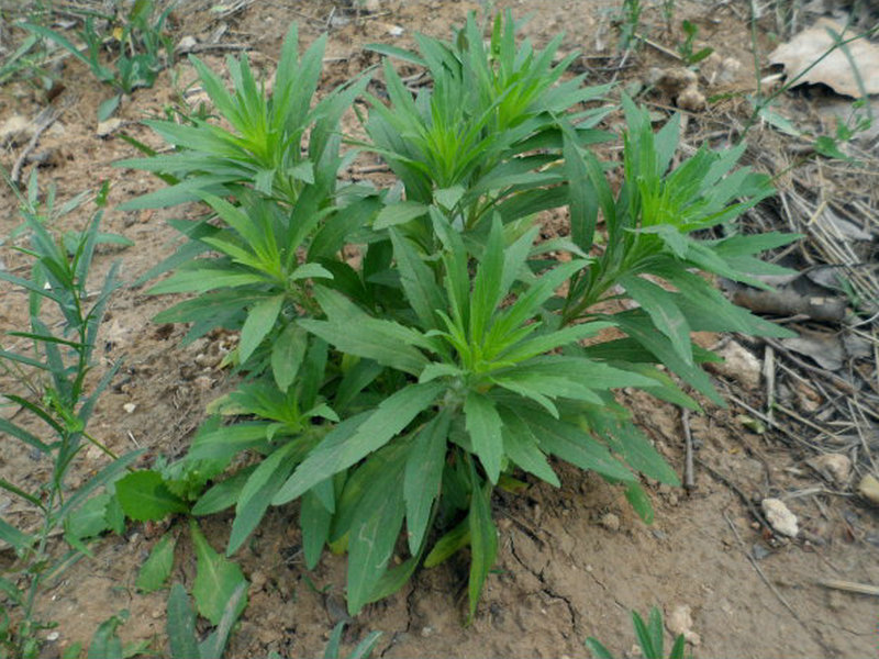 小蓬草