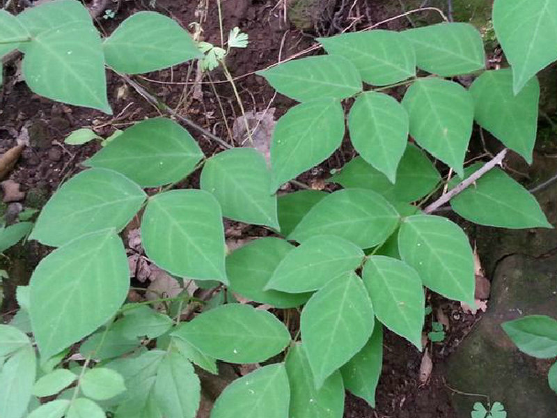 中华药典频道 药用植物库 > 正文 相关植物 石虎 生境分布生境分布