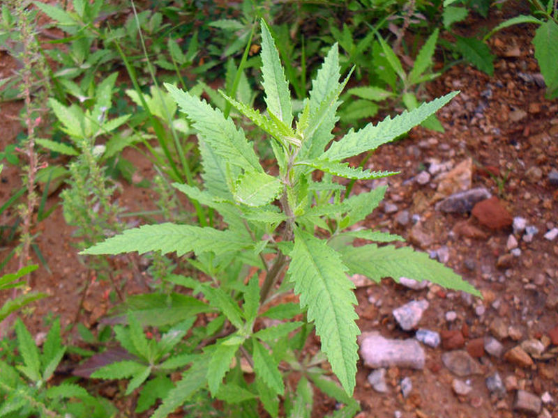 (药用植物)