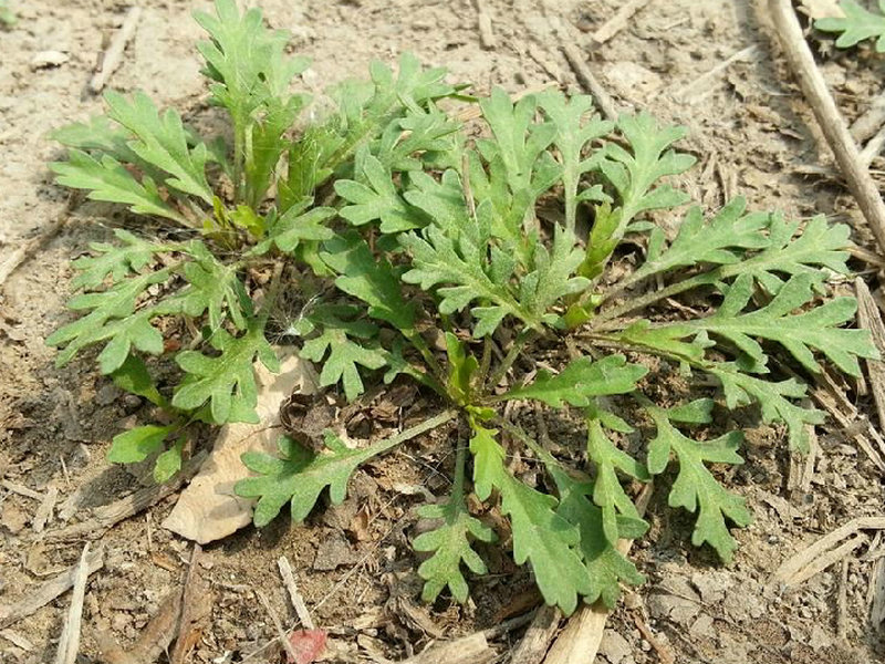 独行菜(药用植物)