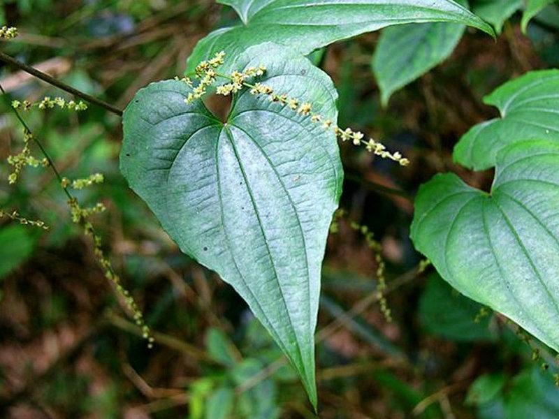 黄山药