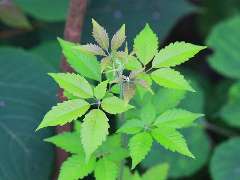 (药用植物)