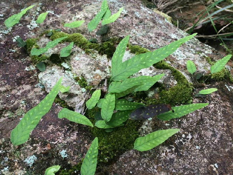 (药用植物)