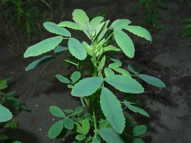 草木犀(药用植物)