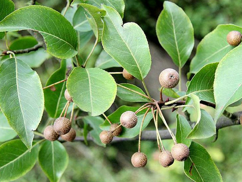 豆梨(药用植物)