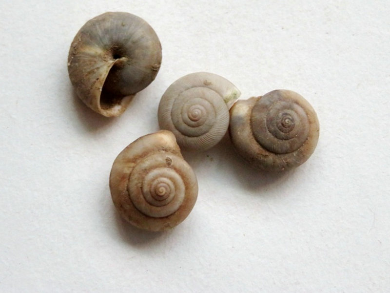 蜗牛壳