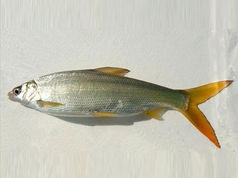 龙爪豆(中药材)