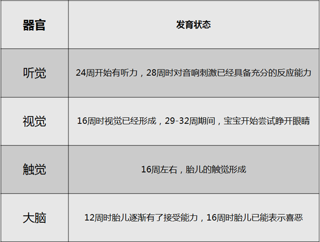 胎儿大脑和各感觉器官的发育状态