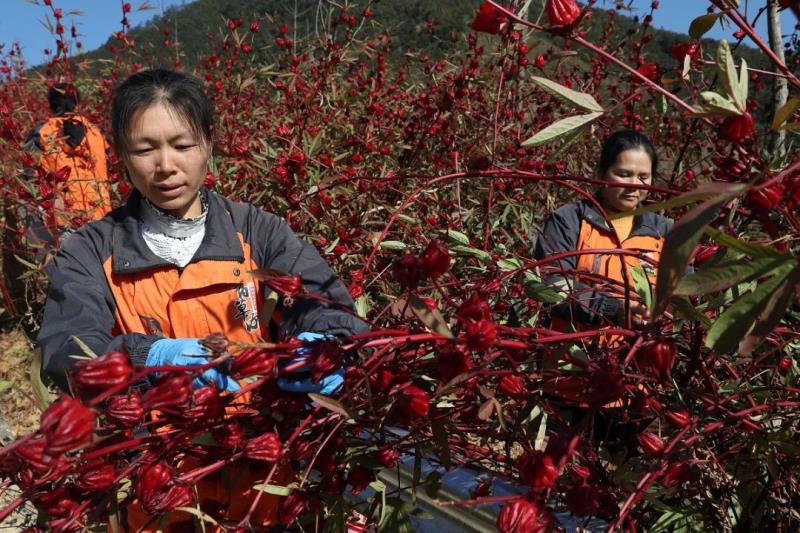 南方农村报：让南药成为乡村振兴的一剂良方