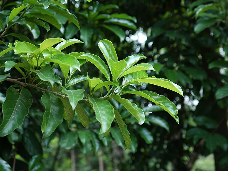 桂木(药用植物)