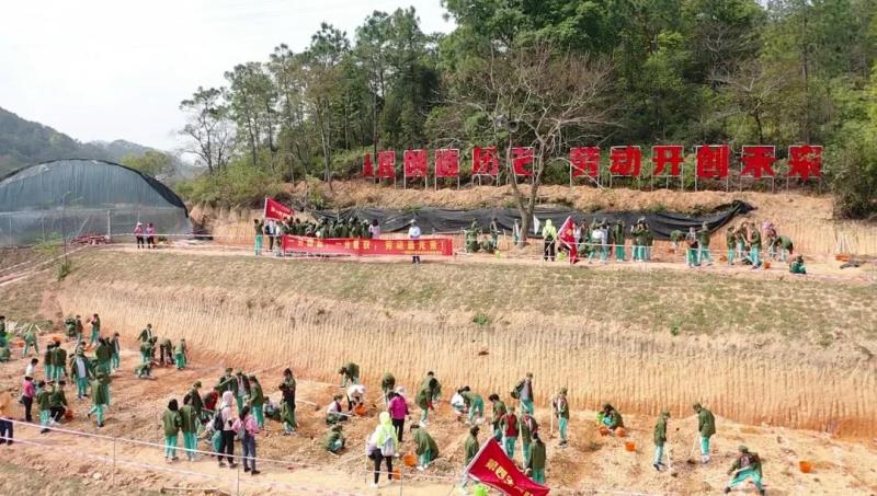 劳动实践：种植艾草