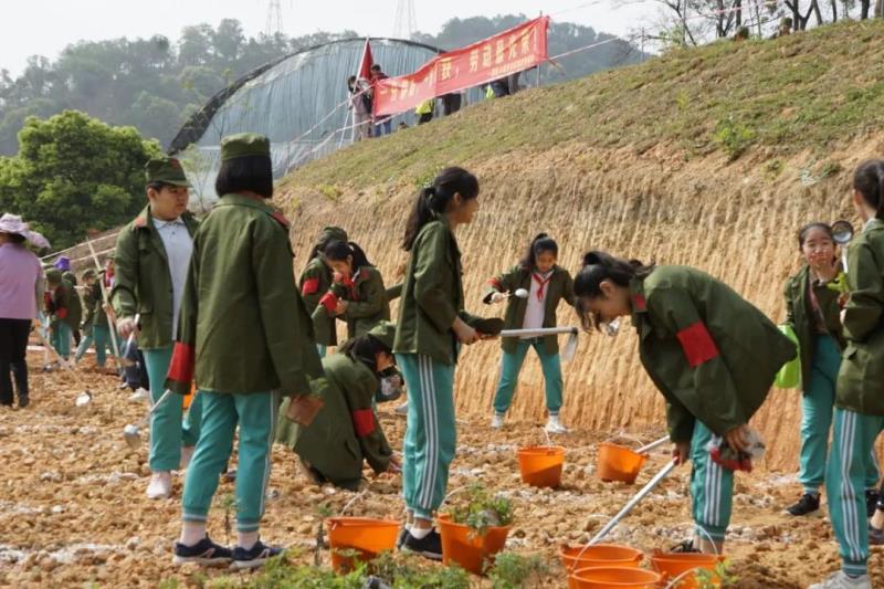 劳动实践：种植艾草