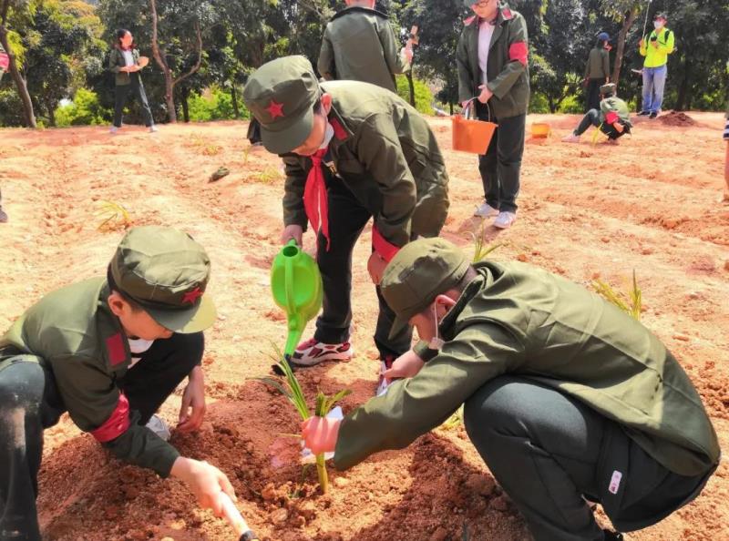 劳动实践：种植萱草