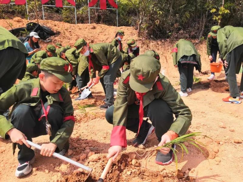 劳动实践：种植萱草