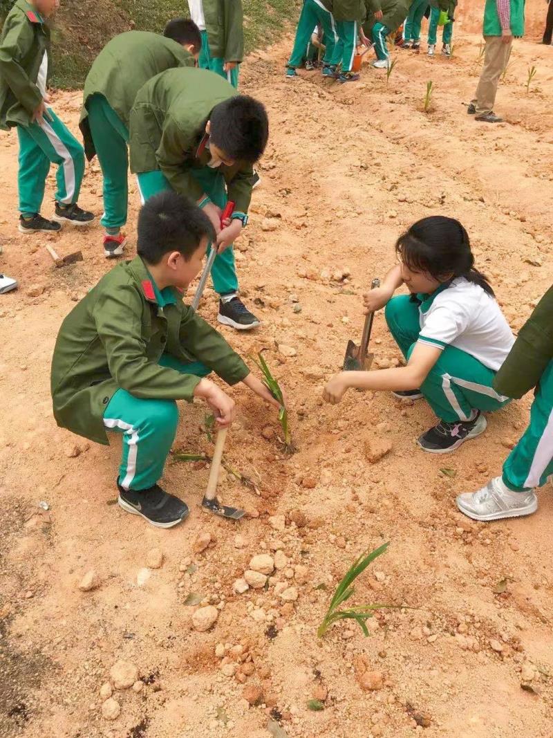 劳动实践：种植药苗