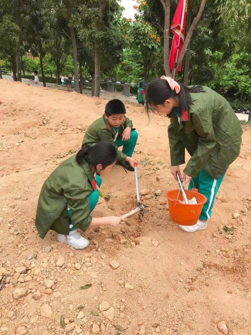 劳动实践：种植药苗