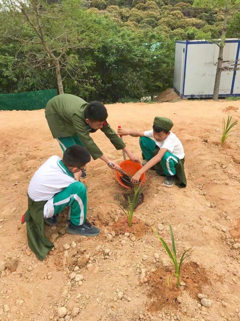 劳动实践：种植药苗