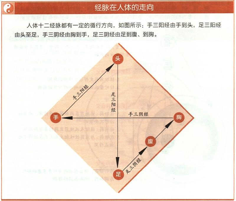 十二经脉的起止点分别在哪里？