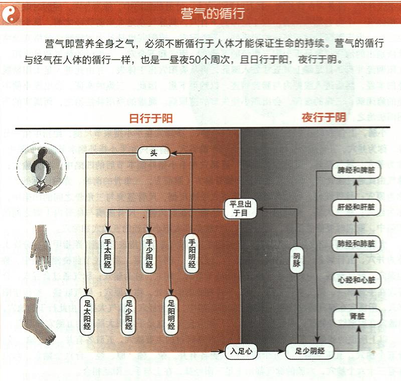 营气在体内是如何循环的？