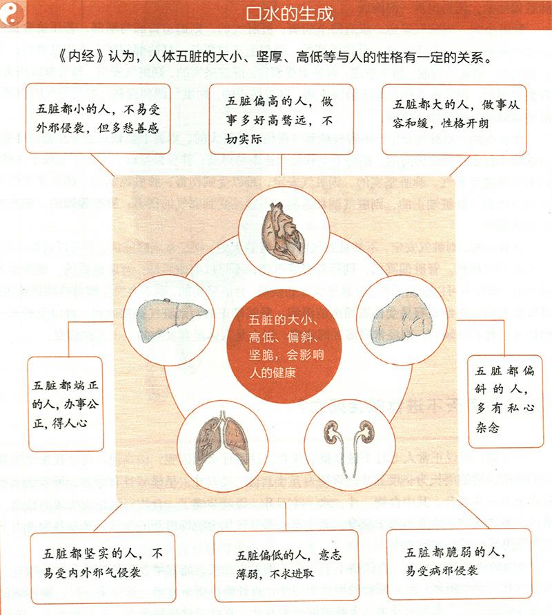 你知道自己脏腑的大小吗？