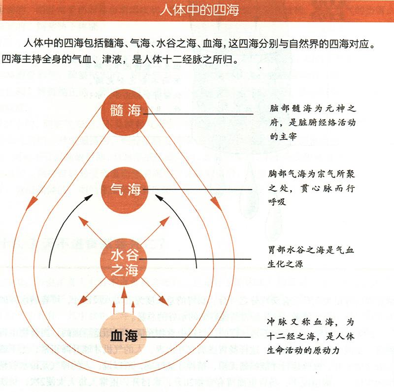 人体中的四海是怎样的？