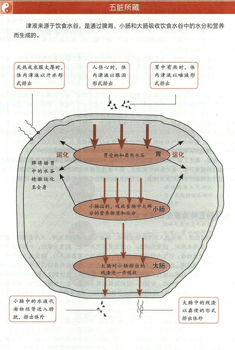 人体的五种津液是如何生成的？