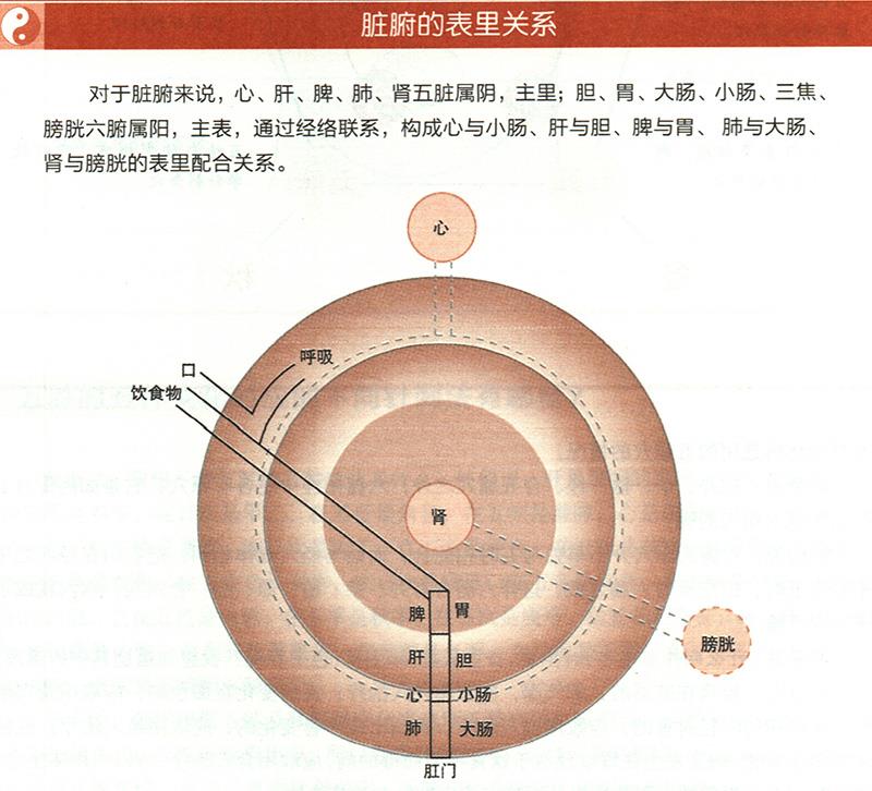 脏腑与各组织之间是什么关系？