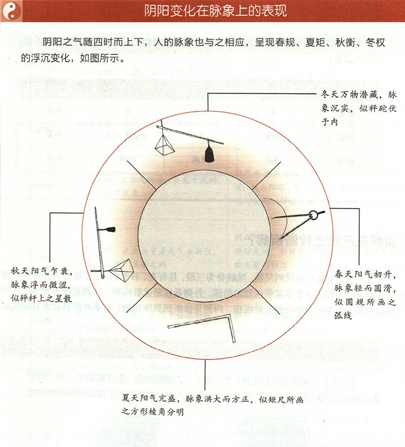 四时阴阳怎样反映在脉象上？