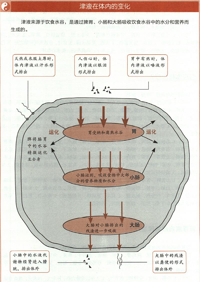 痰饮应怎样治疗？