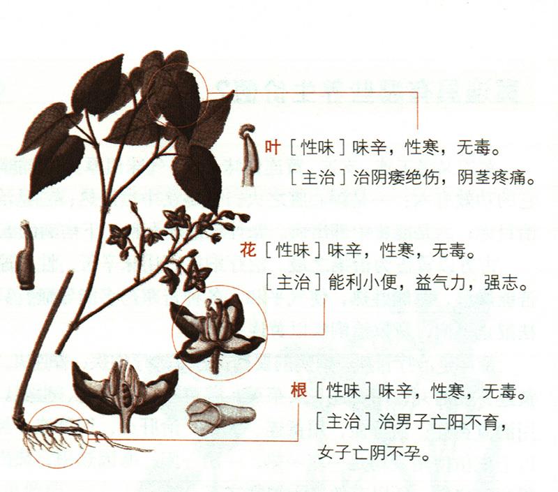 淫羊藿具有哪些养生价值？