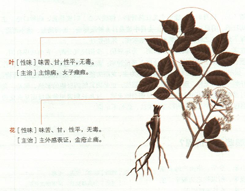 独活具有哪些养生价值？