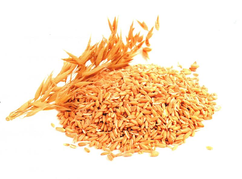 燕麦——消食润肠